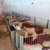 Galvanized Steel Grid Nursery Pen