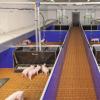 Nursery Pen with Plastic Slatted Floor