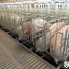 Sow Gestation Stall