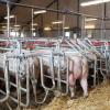 Free Access Sow Gestation Stall