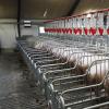 Sow Gestation Stalls