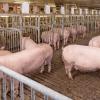 Sow Group Gestation Pen with Feeding Dividers