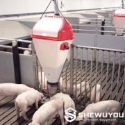 Nursery Pen with Dry Feeding System - SHEWUYOU Livestock Equipment