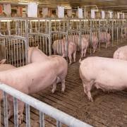 Sow Group Gestation Pen with Feeding Dividers - SHEWUYOU Livestock Equipment