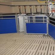 Electronic Sow Feeding Gestation System - SHEWUYOU Livestock Equipment