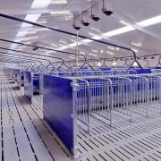 Heavy-Duty Fiber Panel Sow Gestation Pen - SHEWUYOU Livestock Equipment