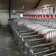 Commercial Modular Sow Gestation Stall System - SHEWUYOU Livestock Equipment