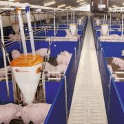 Finisher Pig Pen - SHEWUYOU Livestock Equipment