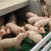 PVC Panel Finisher Pig Pen - SHEWUYOU Livestock Equipment