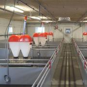 Hygienic PVC Finisher Pig Pen - SHEWUYOU Livestock Equipment