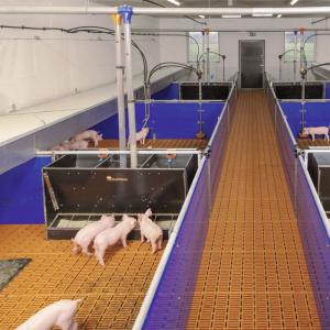 Nursery Pen with Plastic Slatted Floor - SHEWUYOU Livestock Equipment