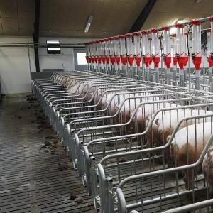 Commercial Modular Sow Gestation Stall System - SHEWUYOU Livestock Equipment