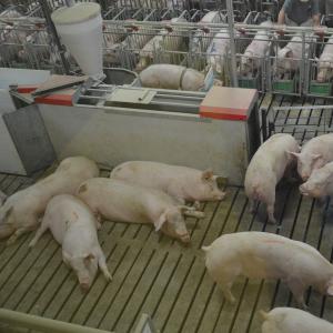 Gilt Development Pen - SHEWUYOU Livestock Equipment