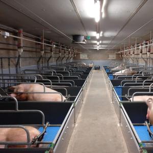 Hospital and Relief Pig Pen - SHEWUYOU Livestock Equipment