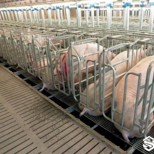 Sow Gestation Stall - SHEWUYOU Livestock Equipment