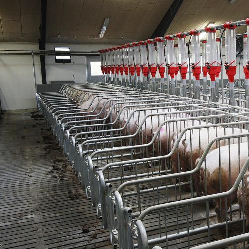 Automatic Free Access Sow Stall - SHEWUYOU Livestock Equipment