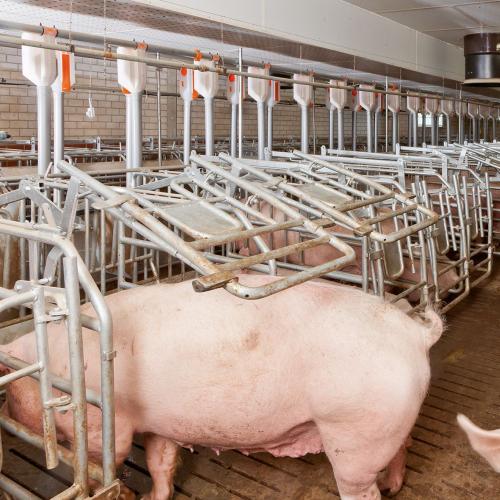 Group Housing Sow Gestation Pen System - SHEWUYOU Livestock Equipment