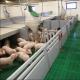 Piglet Nursery Pens