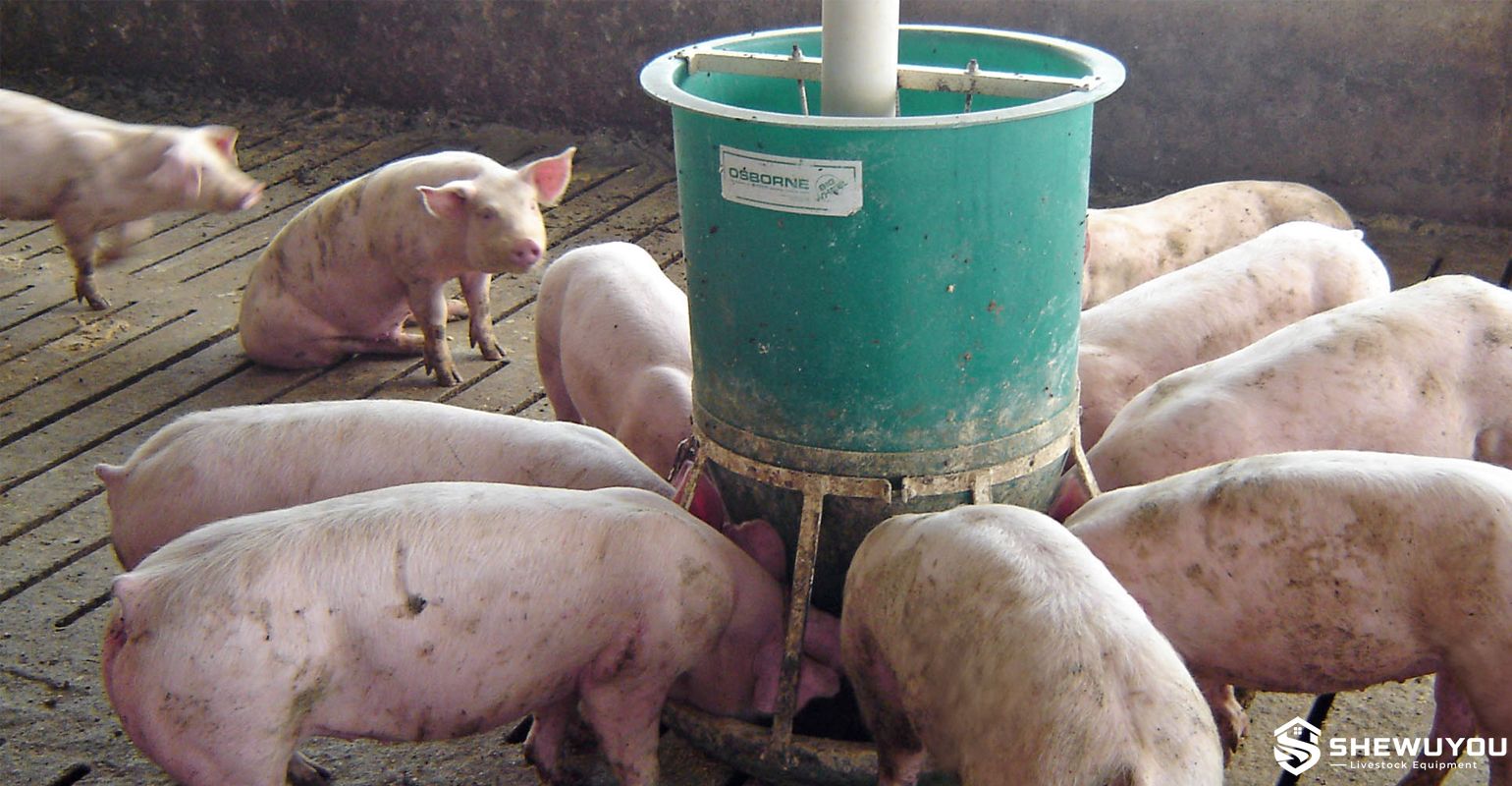 piglet creep feeding area in farrowing pen