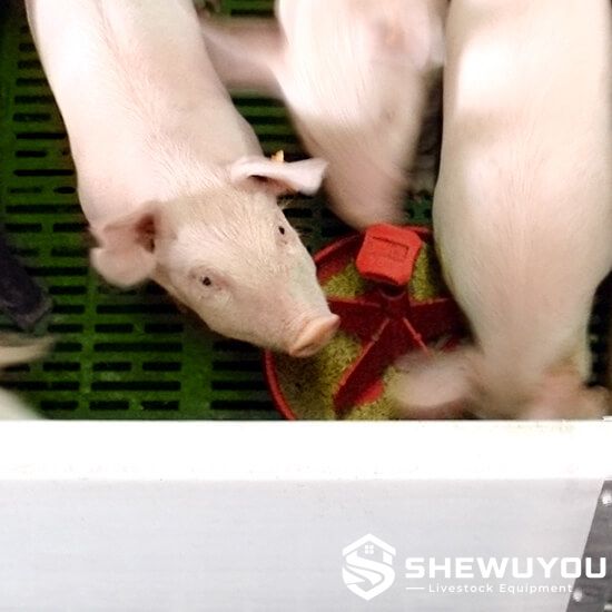 Plastic Divided Piglet Feeder Installed on Slatted Floor