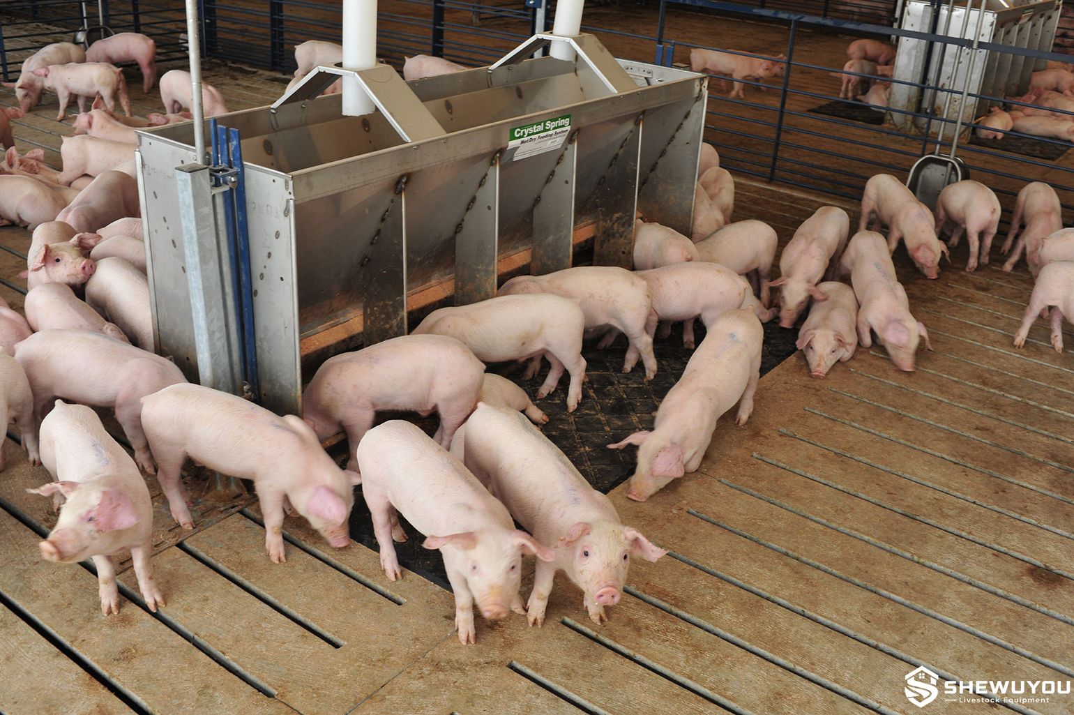 Nursery Pigs Using Stainless Steel Wet-Dry Feeder