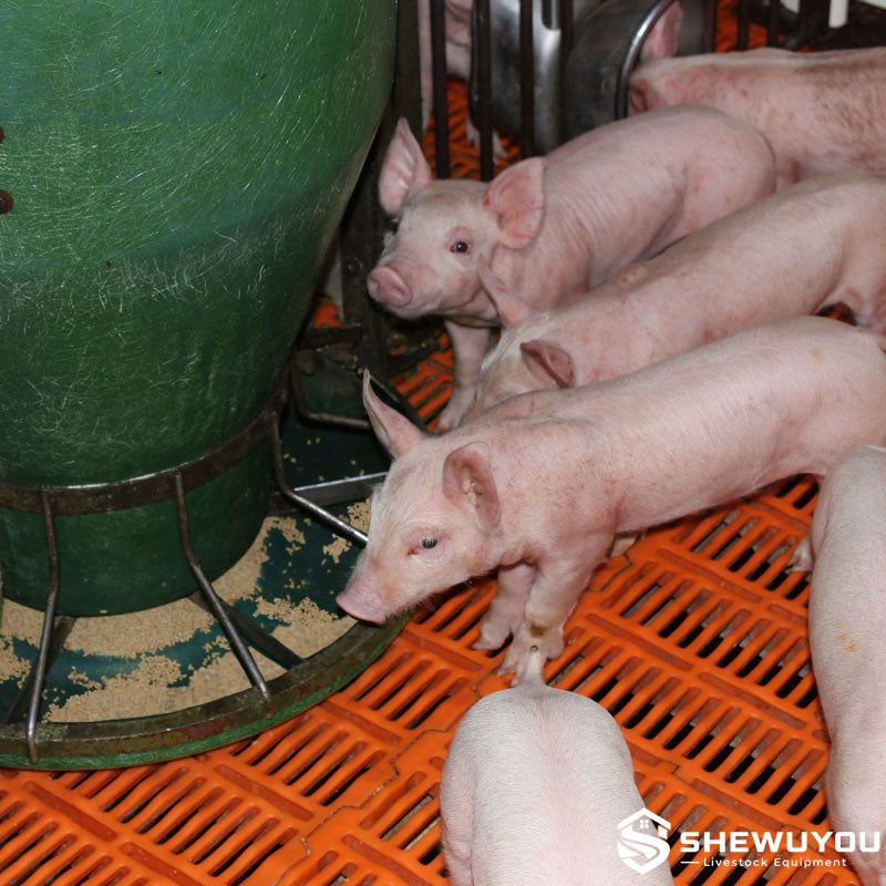 Piglets Feeding from Round Automatic Nursery Feeder