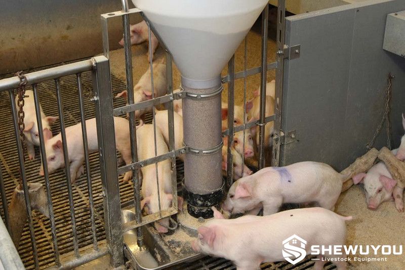 automatic pig feeder used by nursery pigs
