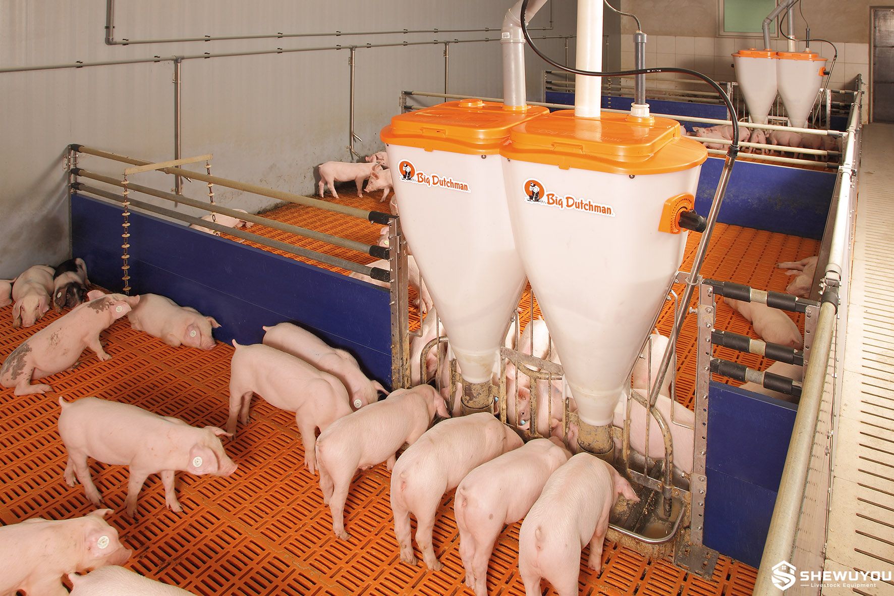 360 Degree Dosing Automatic Nursery Pig Feeder
