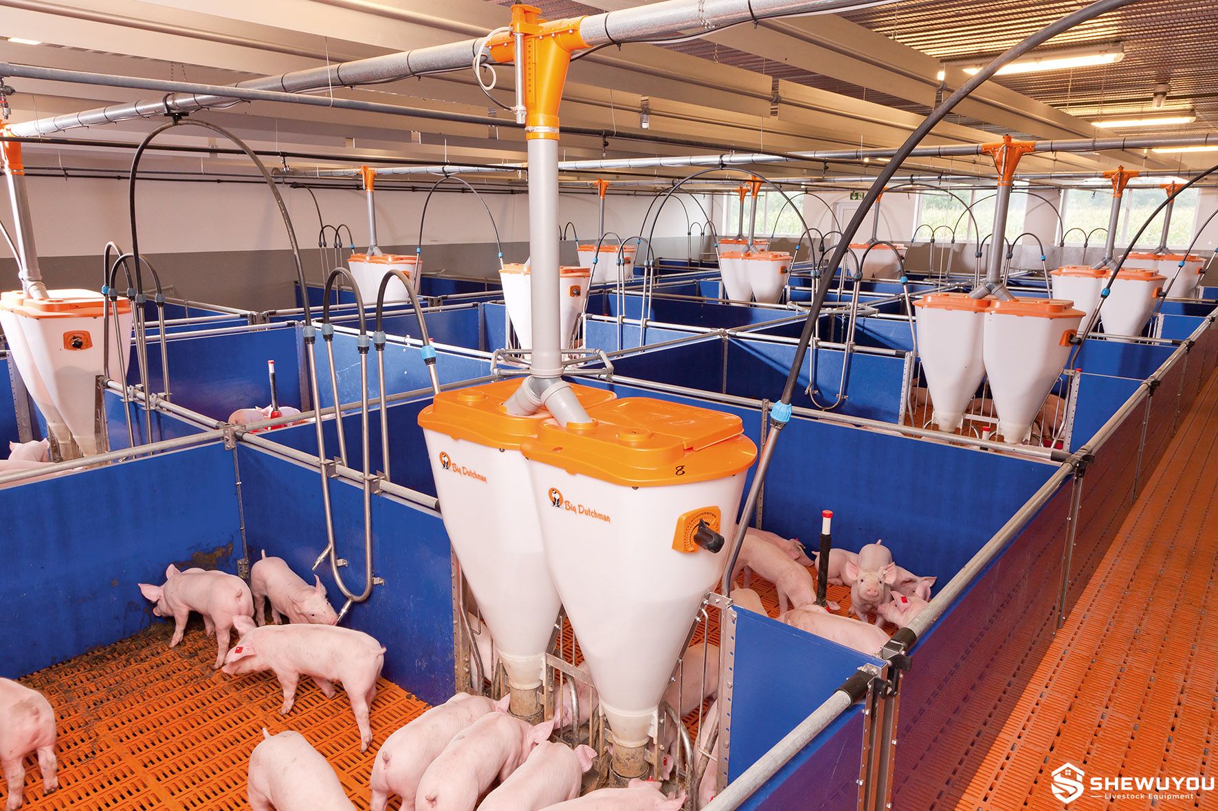 Automatic Nursery Pig Feeders with Dry Feed Distribution System