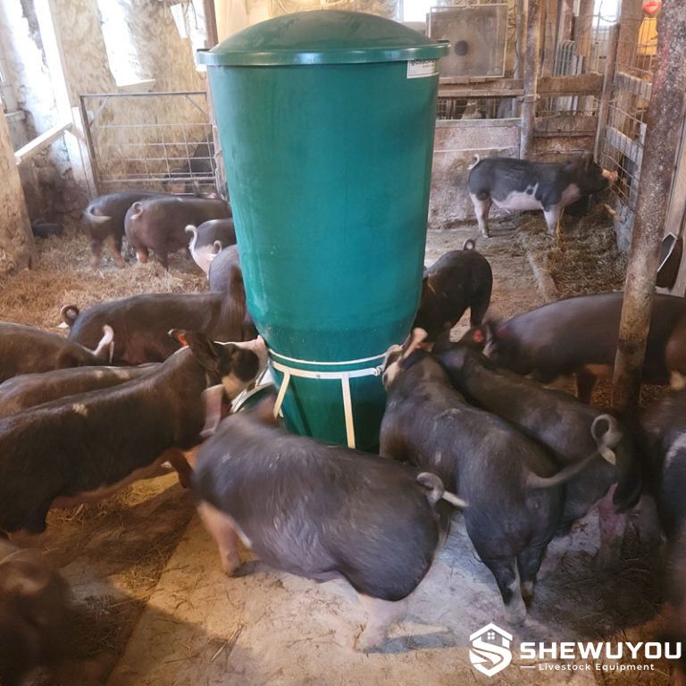 large round automatic pig feeder with finishing pigs