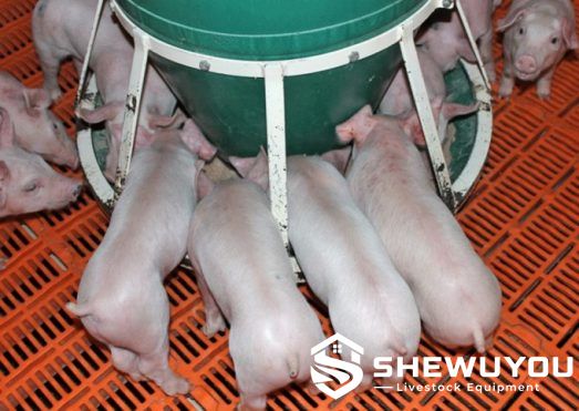 Newly Weaned Pigs Using FAST Start Feeder