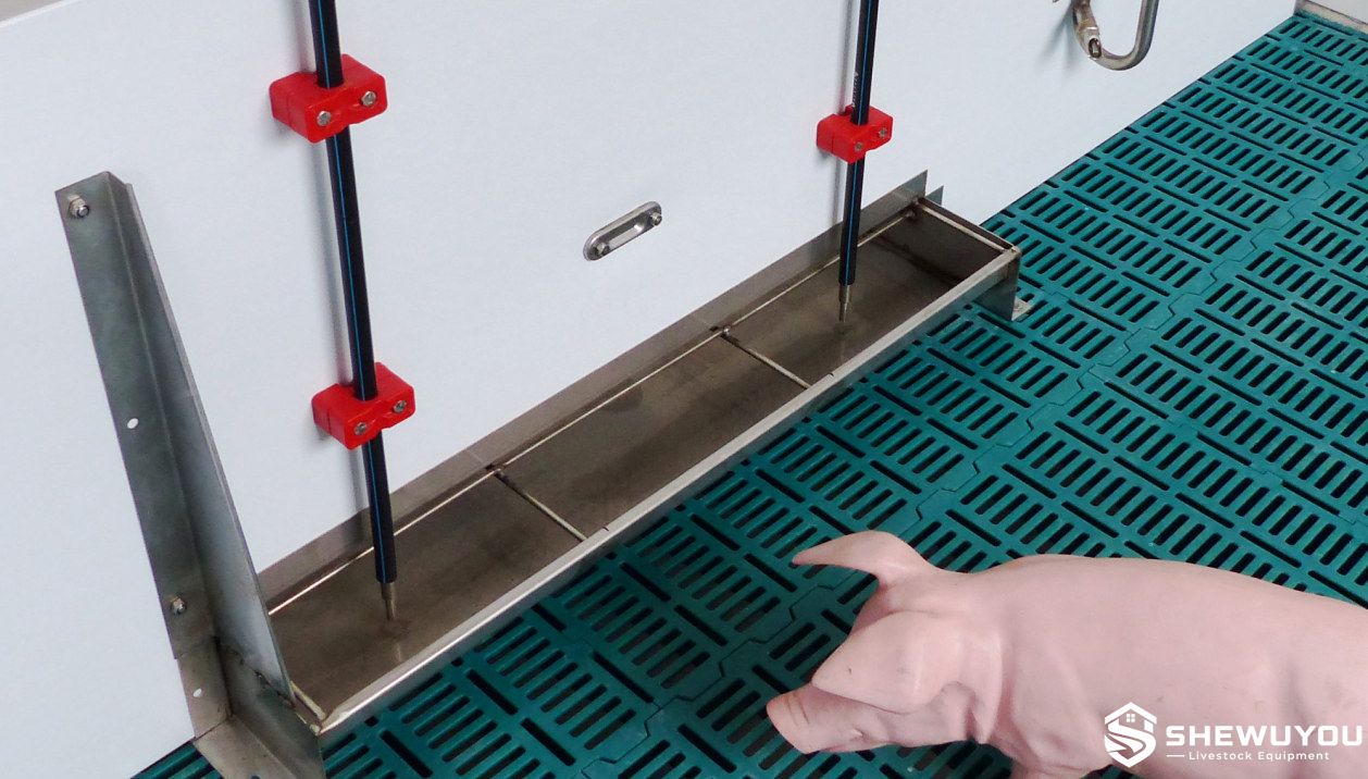 piglet liquid feeding trough installed in nursery pen