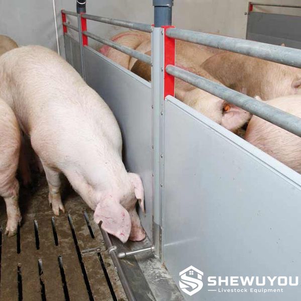 stainless steel pig trough installed in commercial pig barn