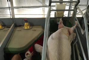 Lactating Sow Using Ad-Libitum Feeder