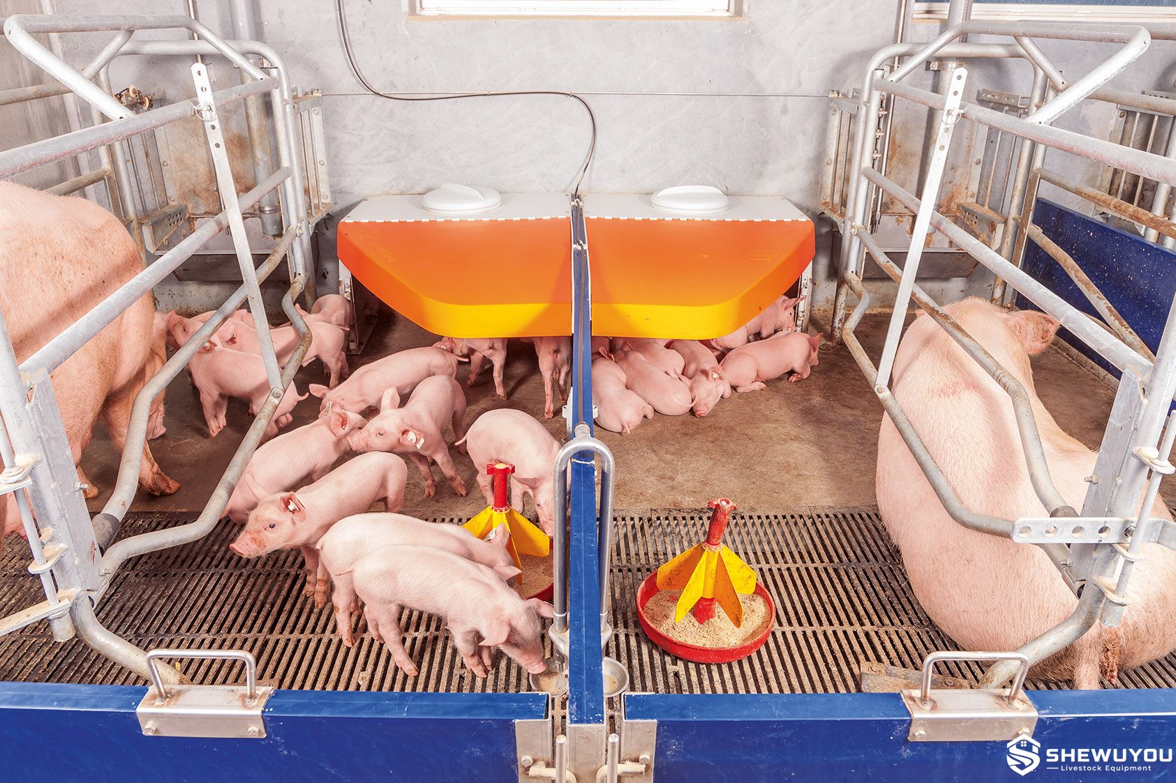 Farrowing Pen for Automatic Individual Sow Feeding