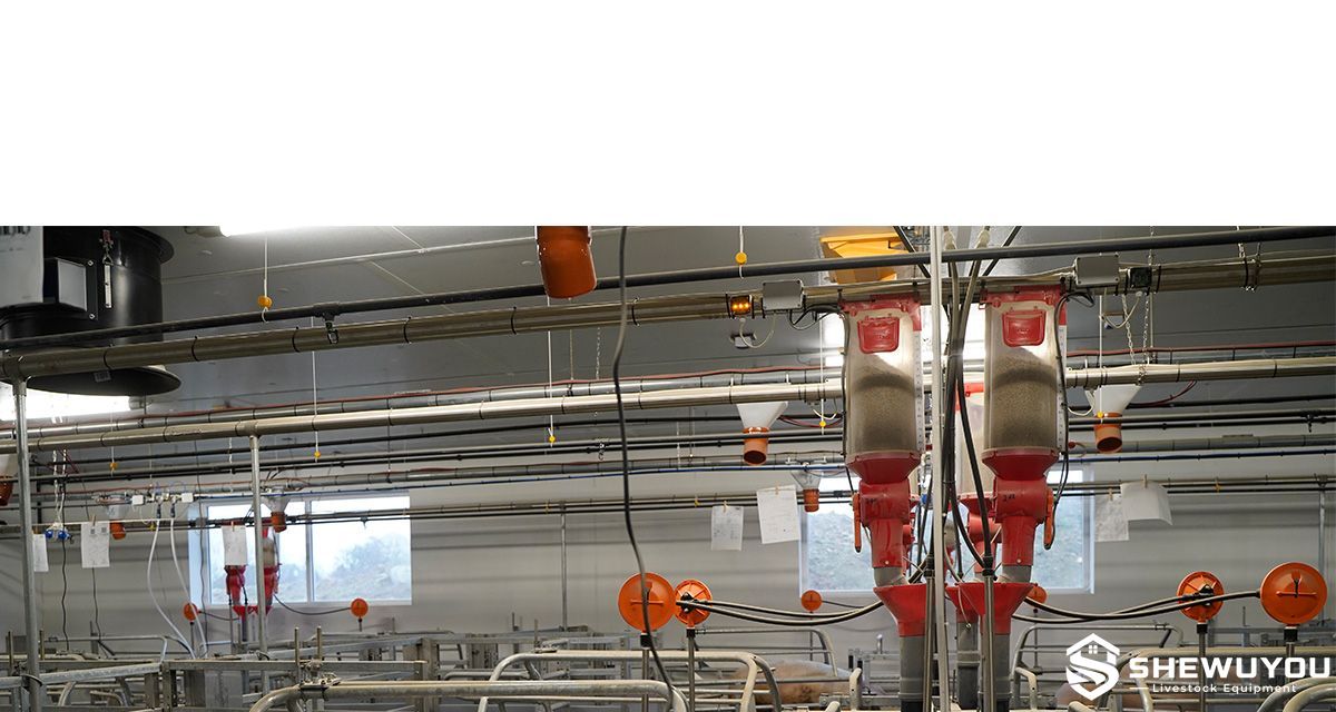 sensor-controlled lactating sow feeder