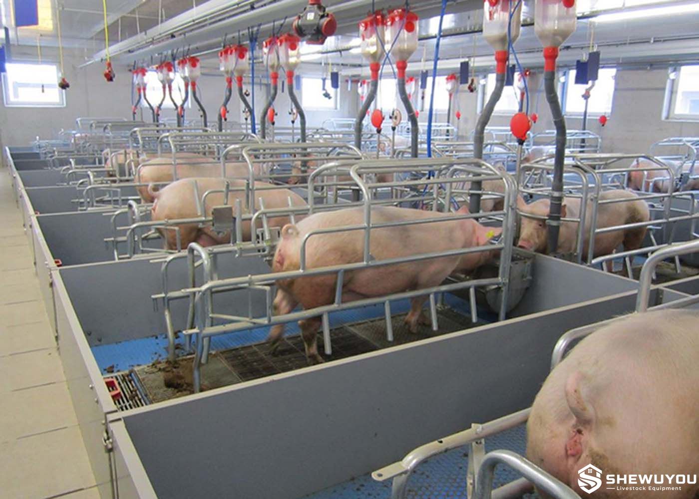 lactating sow automatic feeding system installed in farrowing barn