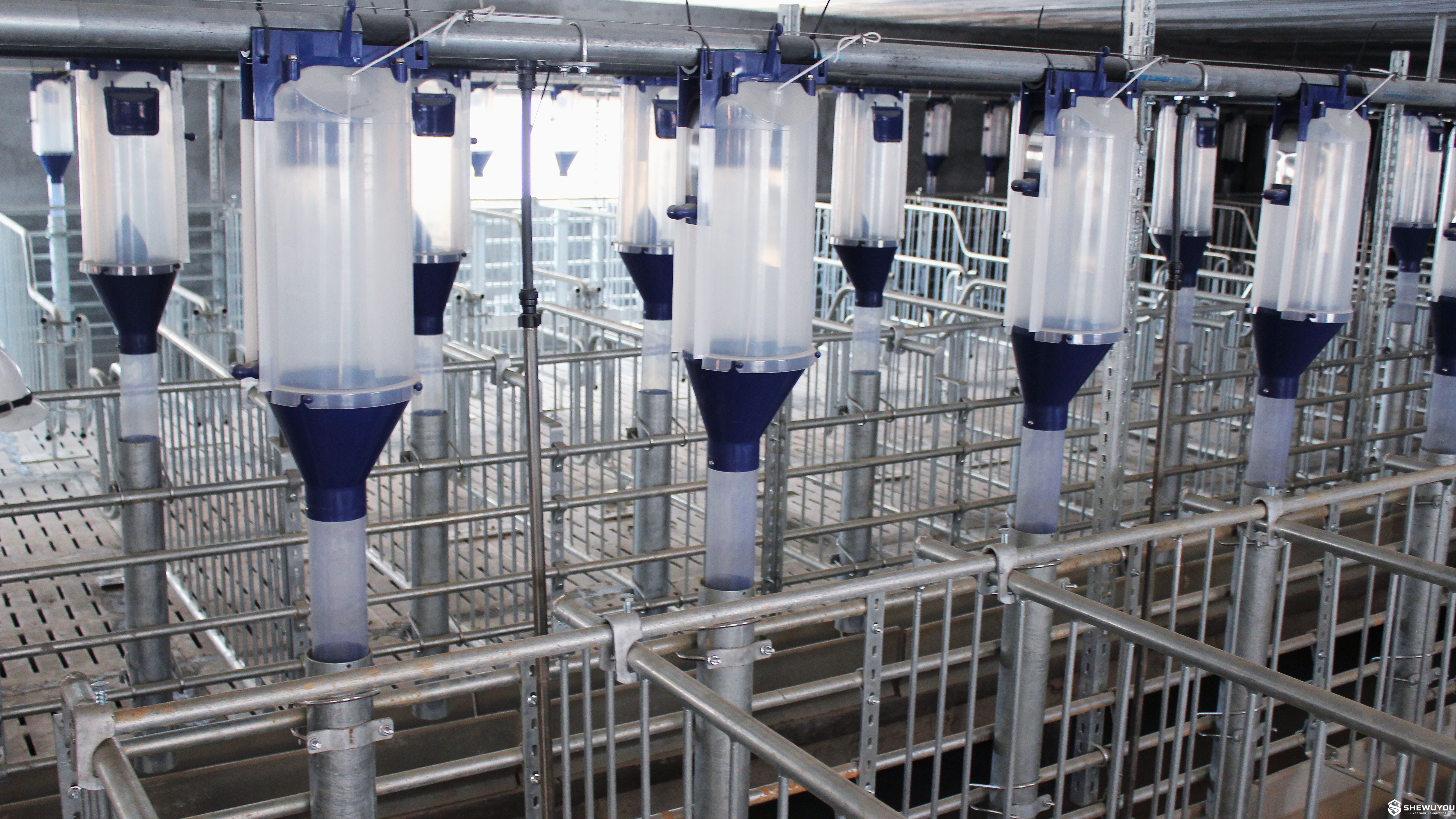 Volumetric Sow Feed Dispenser in Commercial Pig House