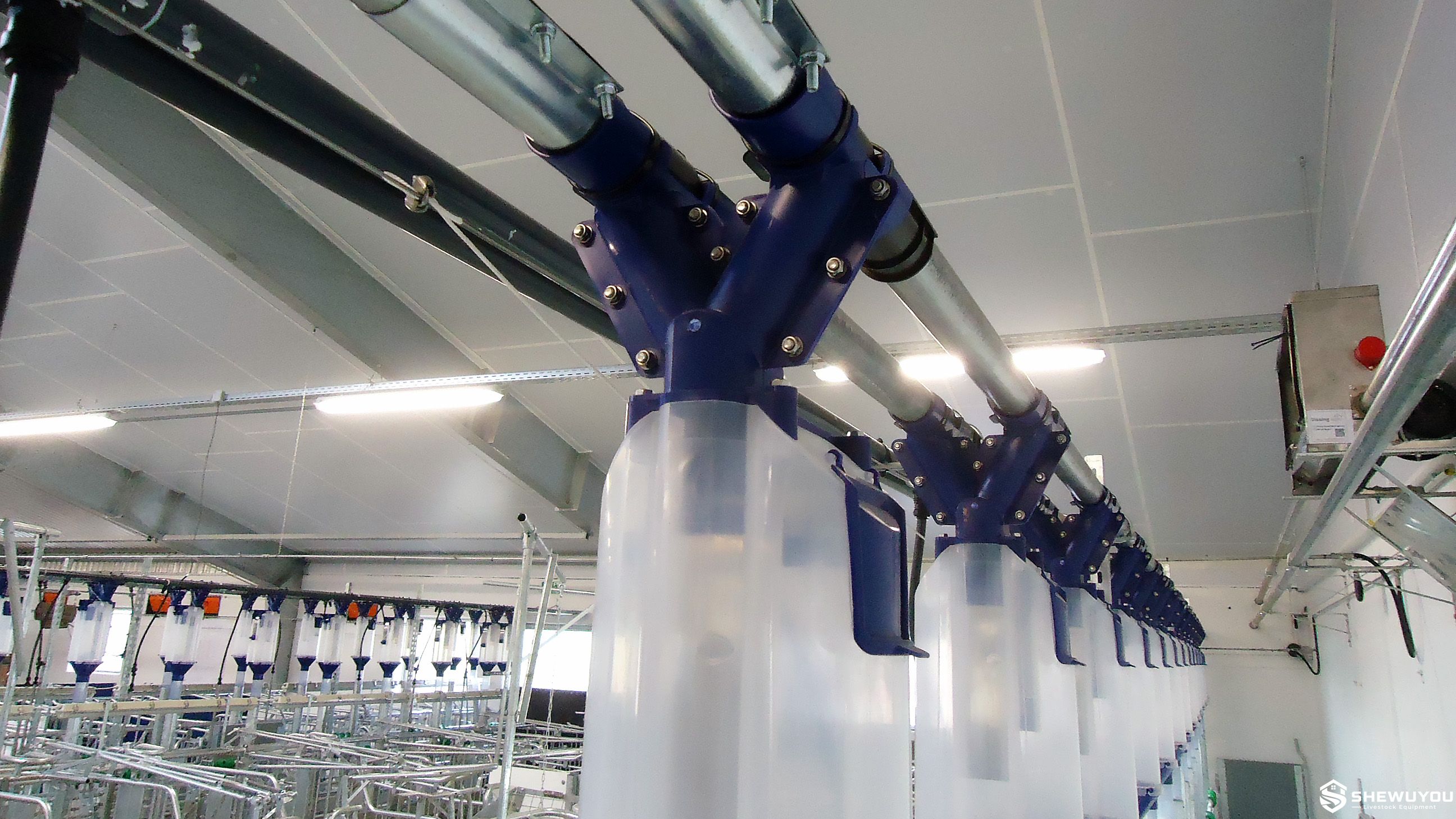 Commercial Sow Feed Dispenser System with Two Feed Lines