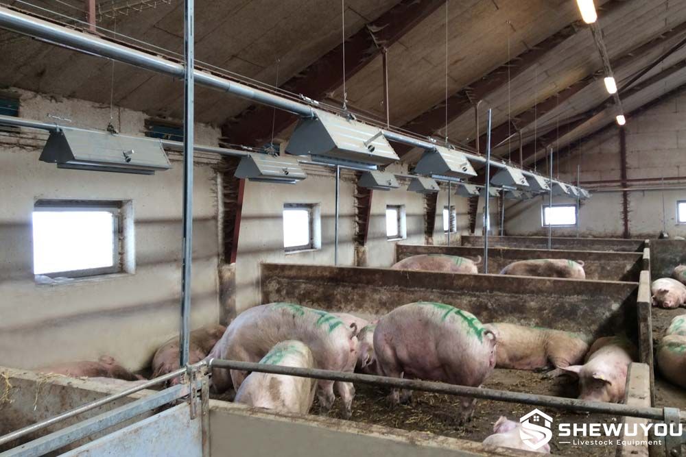 gestating sow floor feeder system