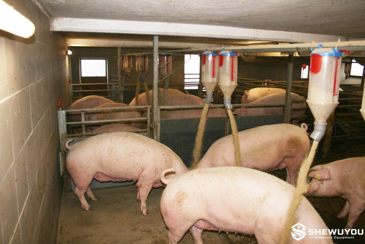 dry floor feeding system for pregnant sows