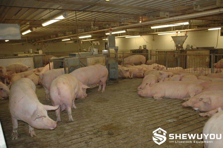 commercial gestating sow group housing feeding area