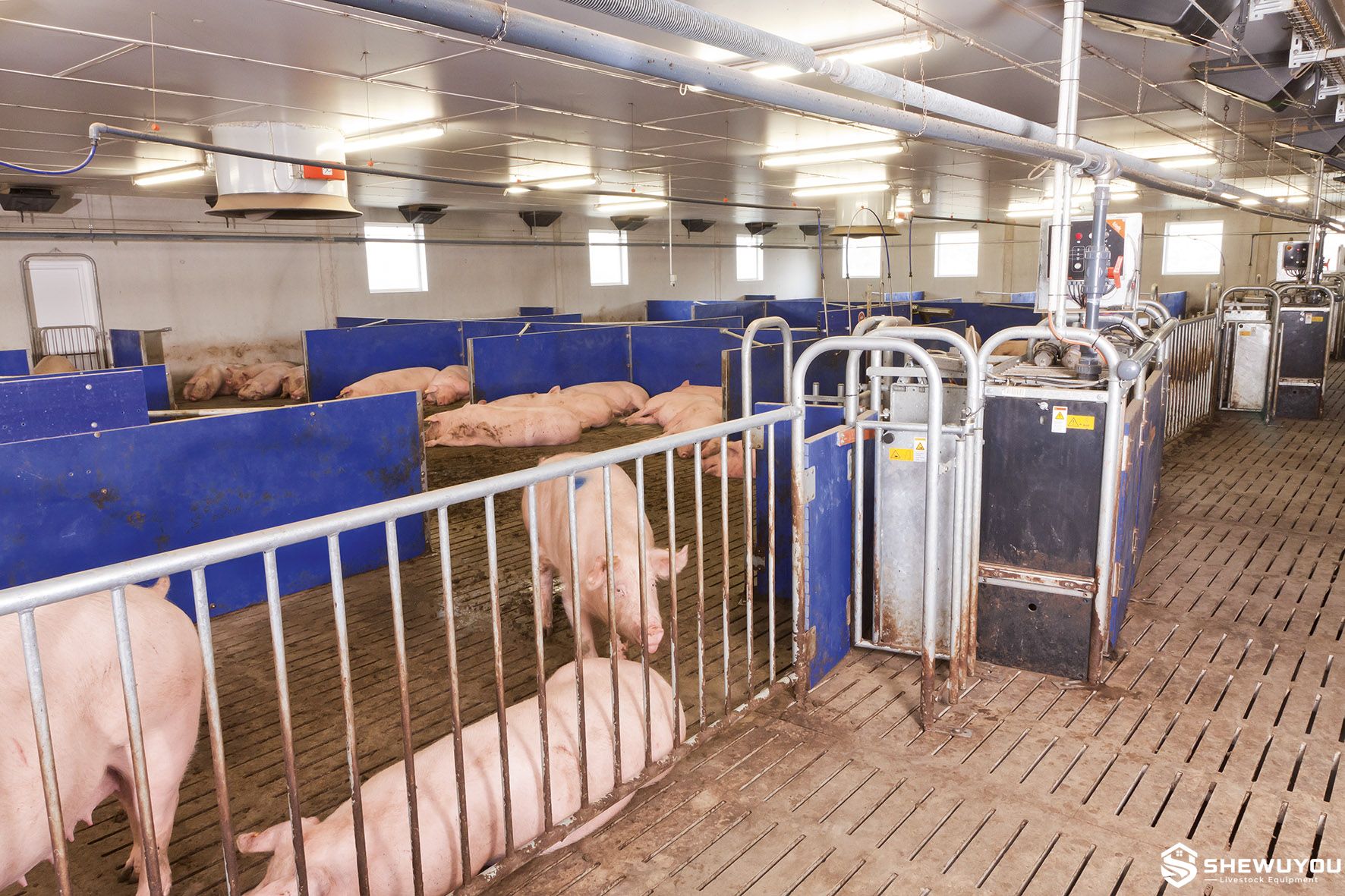 electronic sow feeding system for group housed gestating sows
