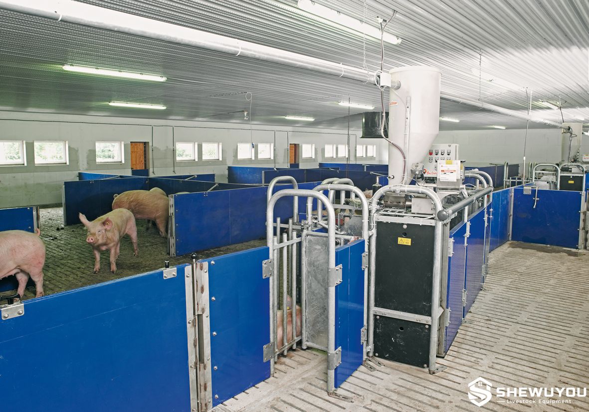automatic electronic sow feeding station with feed hopper