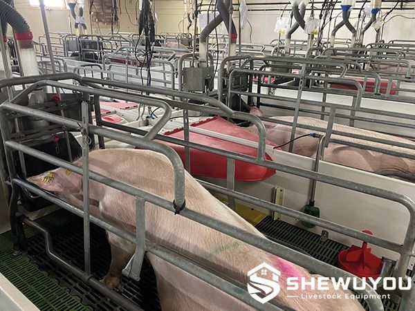 Plastic Piglet Creep Feeder Installed in Farrowing Pen