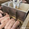 Stainless Steel Box Feeder for Weaners