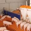 360° Dosing Automatic Nursery Feeder