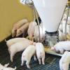 Sensor-Controlled Nursery Pig Feeder