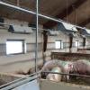 Gestating Sow Floor Feeder