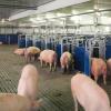 Electronic Sow Feeding Station